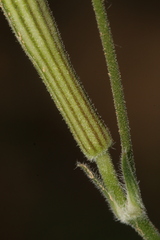 Silene atlantica