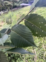 Ulmus rubra