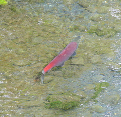 Oncorhynchus nerka