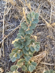 Malvella leprosa