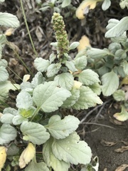 Ambrosia