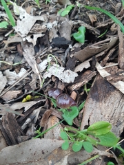 Corybas diemenicus