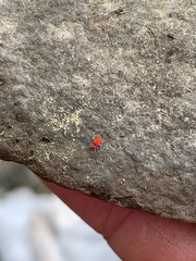 Trombidiformes