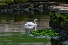 Cygnus olor