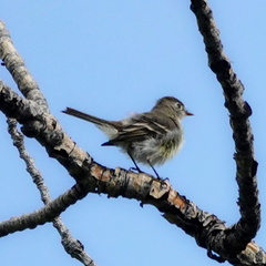 Empidonax hammondii
