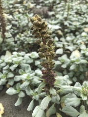 Ambrosia