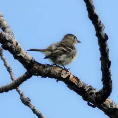 Empidonax hammondii