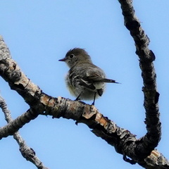 Empidonax hammondii