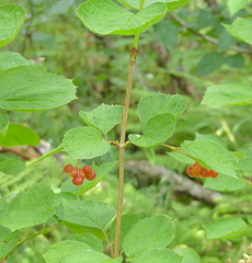 Viburnum edule