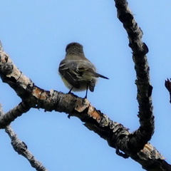 Empidonax hammondii