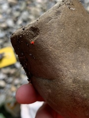 Trombidiformes