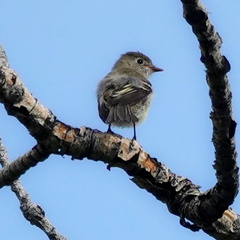 Empidonax hammondii