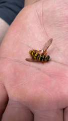 Milesia virginiensis