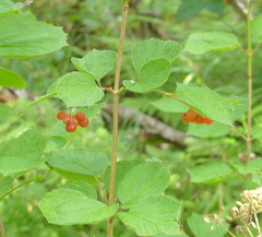 Viburnum edule