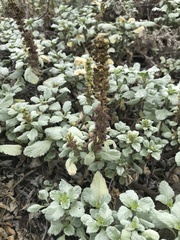 Ambrosia