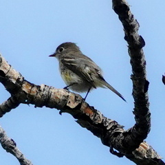 Empidonax hammondii