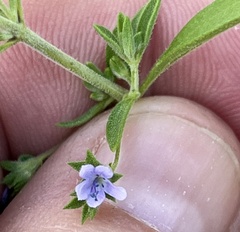 Trichostema brachiatum