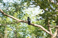 Trogon melanocephalus