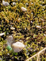 Hedwigia ciliata