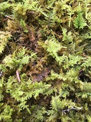 Thuidium