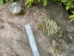 Cladonia verticillata