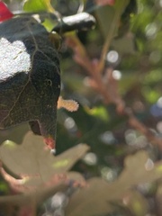 Atrusca clavuloides