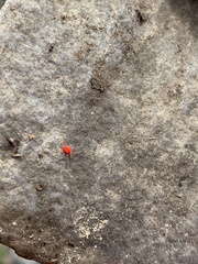 Trombidiformes