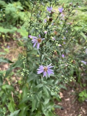 Symphyotrichum shortii