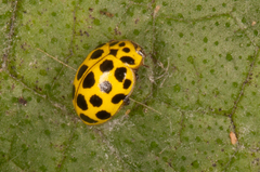 Psyllobora vigintiduopunctata