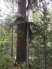Pinus sibirica