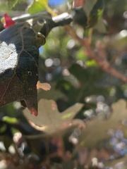 Atrusca clavuloides