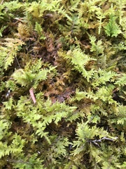 Thuidium
