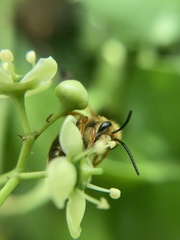 Andrena prunorum