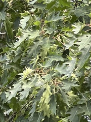 Quercus rubra