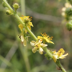 Agrimonia eupatoria