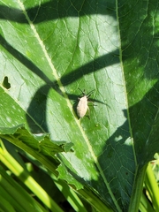 Anasa