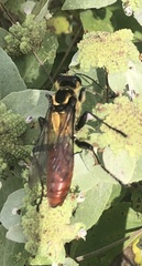 Sphex habenus