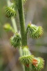 Agrimonia eupatoria
