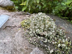 Cladonia verticillata