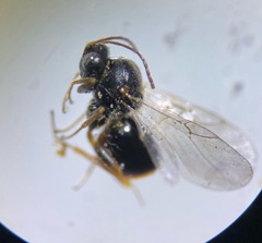 Cynipoidea