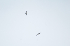 Elanoides forficatus