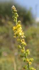 Agrimonia eupatoria