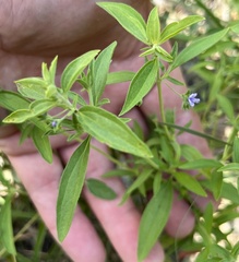 Trichostema brachiatum