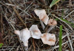 Rhodocollybia