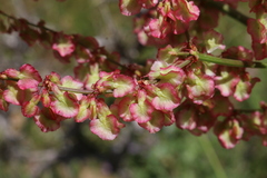 Rumex tuberosus