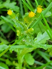 Senecio vulgaris