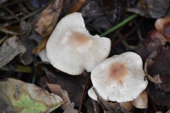 Rhodocollybia