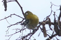 Vireo flavifrons