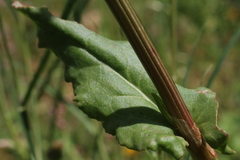Rumex tuberosus