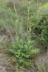 Agrimonia eupatoria